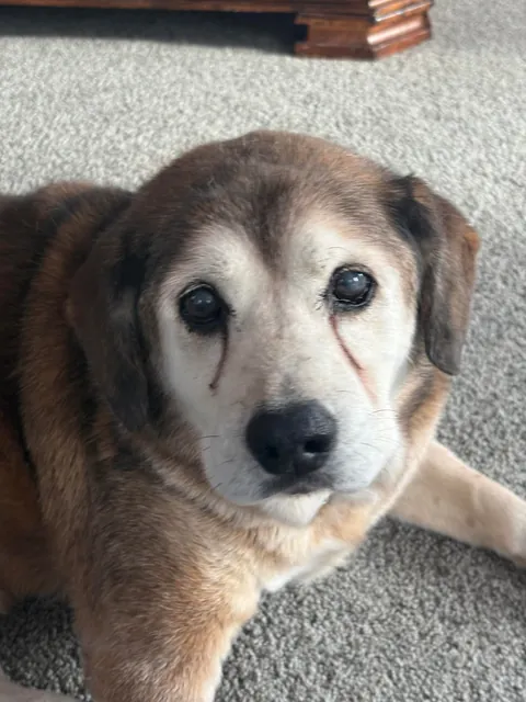 18 years ago today Rudy was born. Say happy birthday to the old pupper!