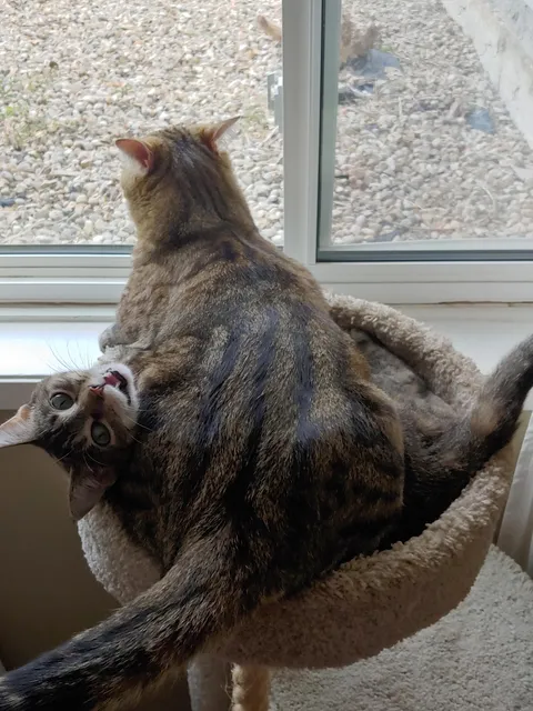 My cat Stanley decided to sit on my new cat Harriet. I have only had her for two weeks and they already entertain me daily.