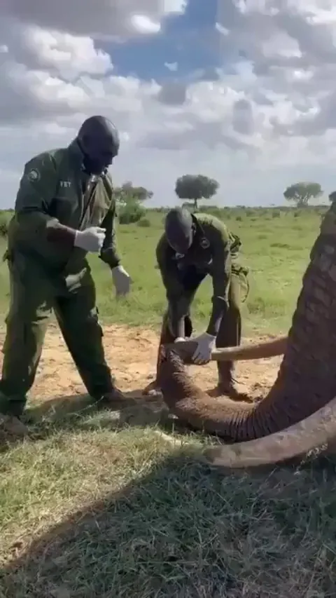 In Kenya, an elephant pierced its trunk with its tusk, unable to eat or drink for 3 days, until veterinary teams saved its life.