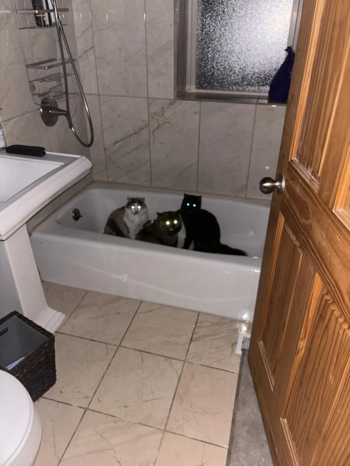 I walked in on all three of my cats congregating in the bathtub in the middle of the night. What are they plotting?