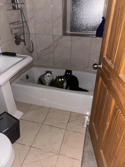 I walked in on all three of my cats congregating in the bathtub in the middle of the night. What are they plotting?