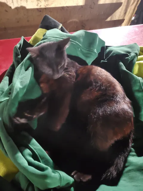 1 year with since I brought this girl home, pregnant with 5 kittens