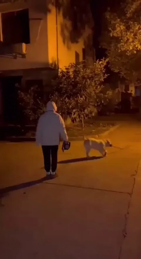 Dog and human play with a stick
