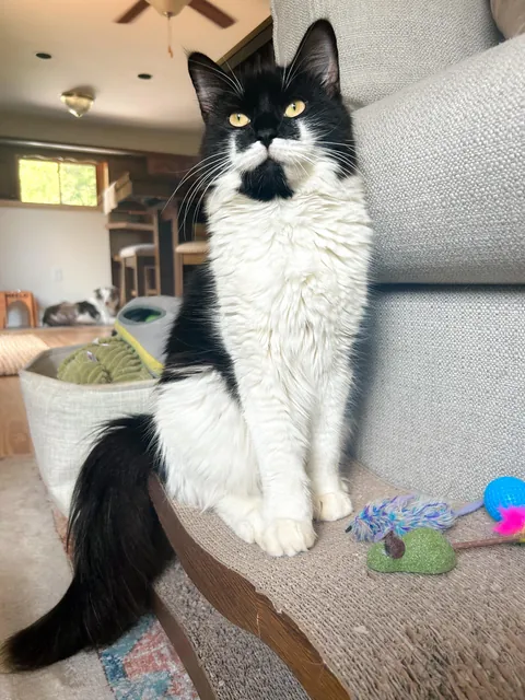 The dumpster cat that gave me cat scratch disease.