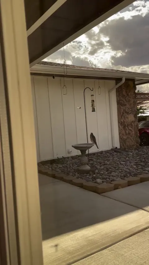 🔥 hawk bewildered by hummingbird