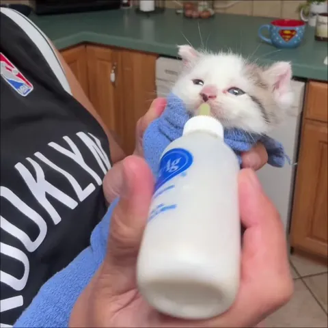 Kitten taking her bottle like a tiny milk goblin 🍼😂