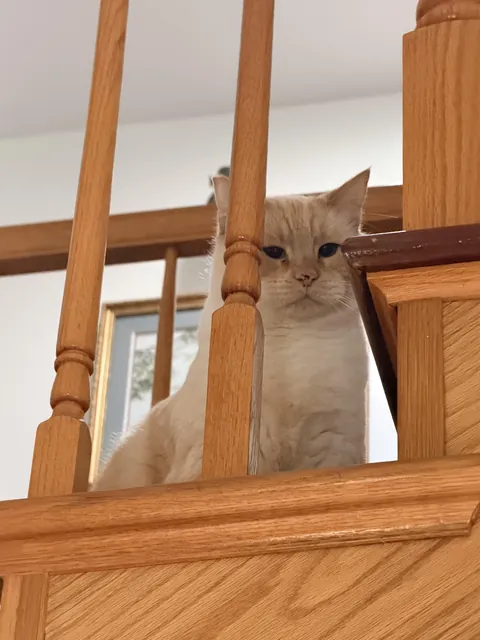 You visit your boyfriend’s childhood home and the cat interviews you first. ..🐱 she’s adorable 🐾