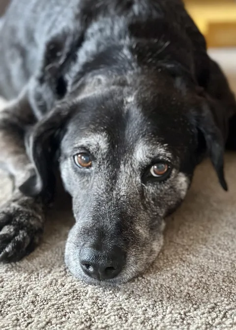 This is Obi. She’s an angel. Today she turns 14. I am so unbelievably lucky to have her. 