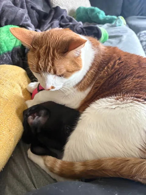 Our cat is so happy to have a friend again!