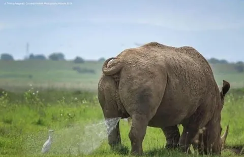🔥 A collection of the finalist photos of the photography Comedy Wildlife Awards (2019).