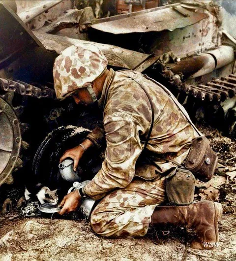 US Marine and combat cameraman Norman Hatch gives a drink of water to a kitten who was hiding under a destroyed Japanese tank during the battle of Tarawa , Gilbert Islands - 23rd Nov 1943