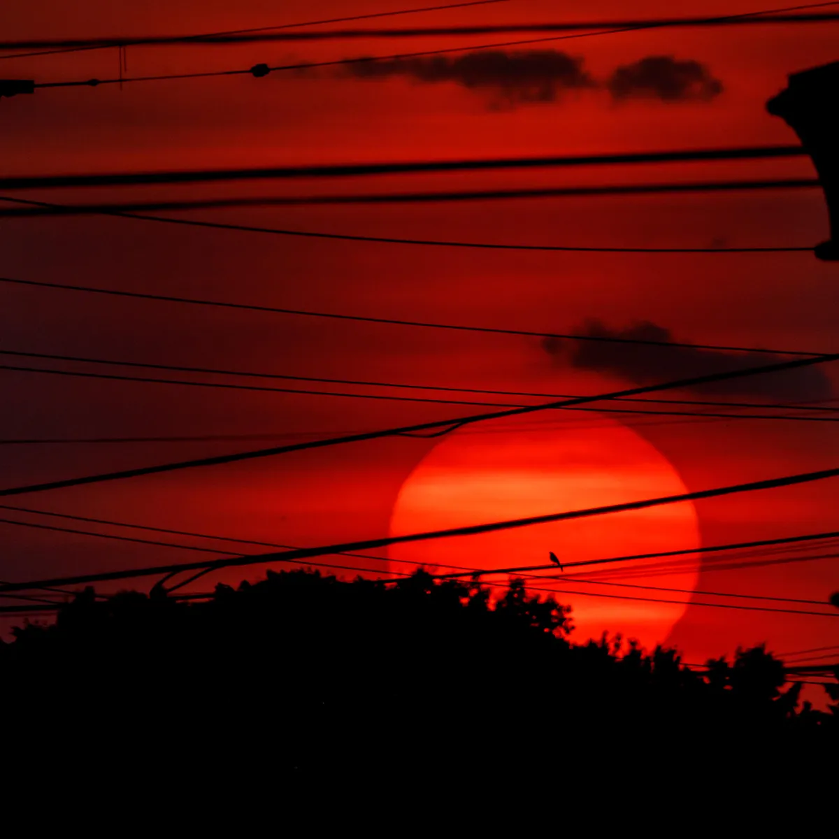 Insanely red sunset featuring bird on a wire.