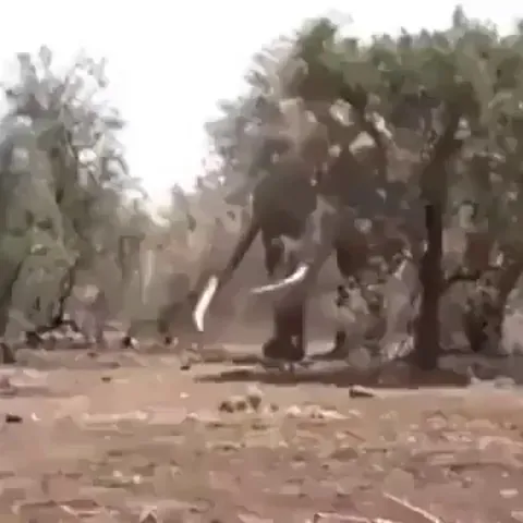 🔥This Elephant in Tanzania is believed to be the biggest in the world right now, weighing in at 8,000kg (17,600lbs)