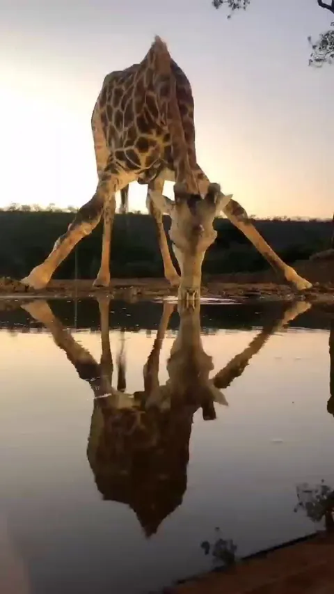 🔥 Close-ups from an underground hide of giraffe and Cape buffalo at waterhole
