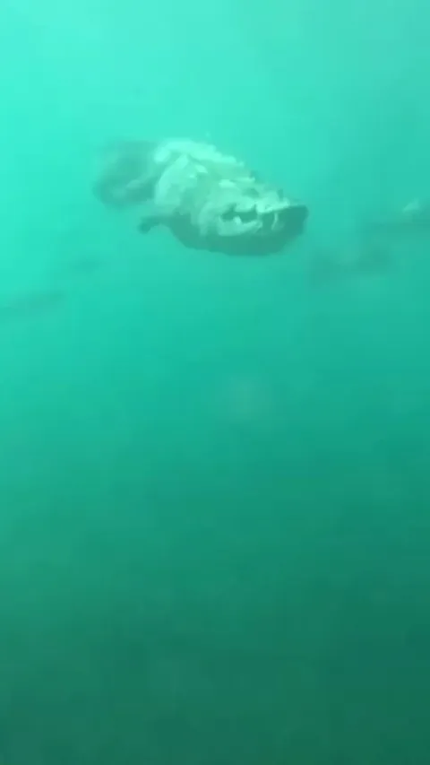 🔥 Massive Saltwater Croccodile casually swimming by a Scuba diver.