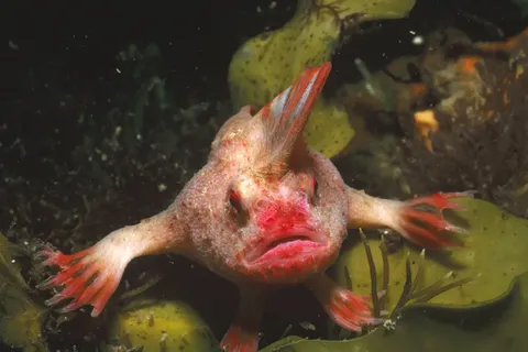 🔥A red handfish walking along the seafloor.