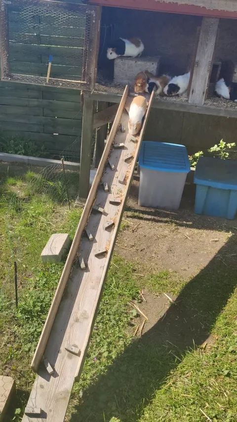 Their first day outside after a long winter :3