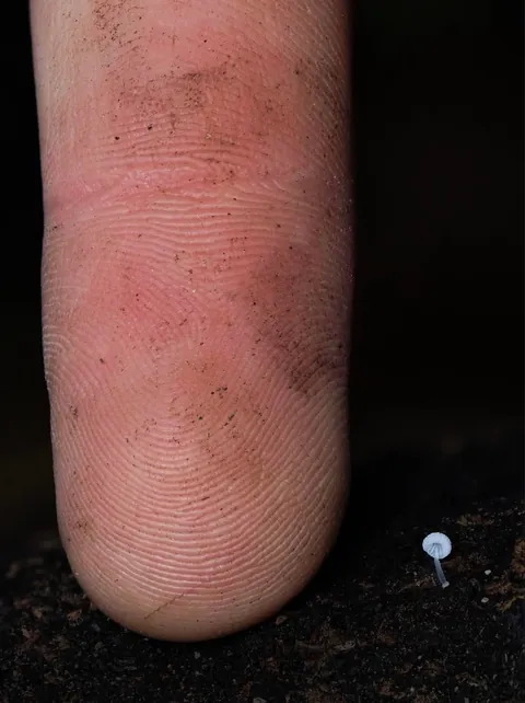 New Zealand photographer takes stunning photos of tiny mushrooms