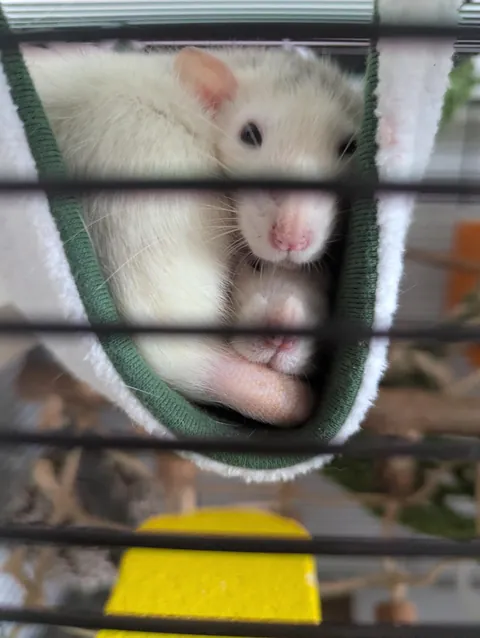 Can I see your cutest rat photos?