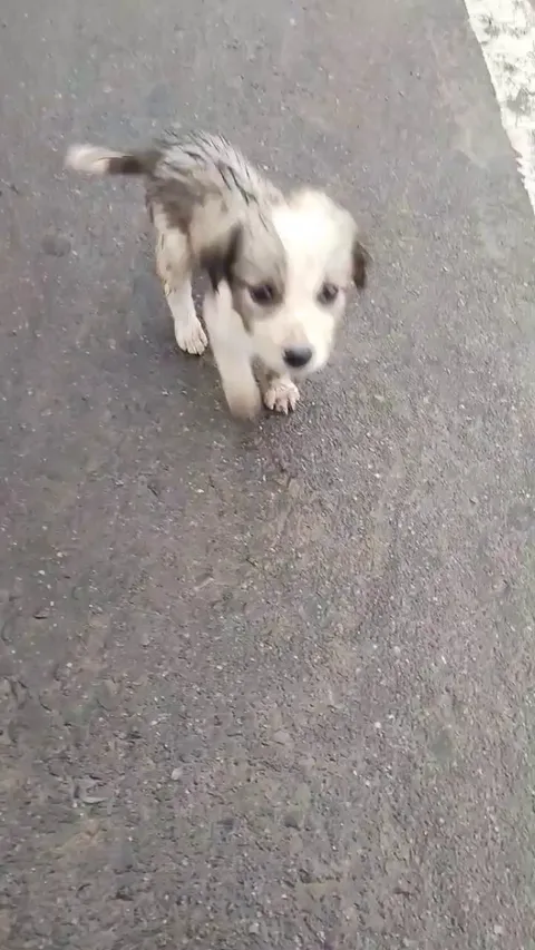 Saw this cutie outside a temple I recently visited