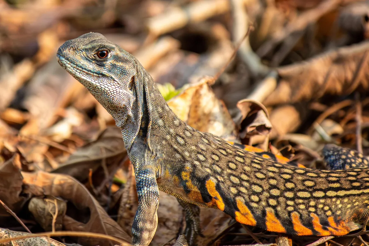 Some Thai wildlife shots from over the last year