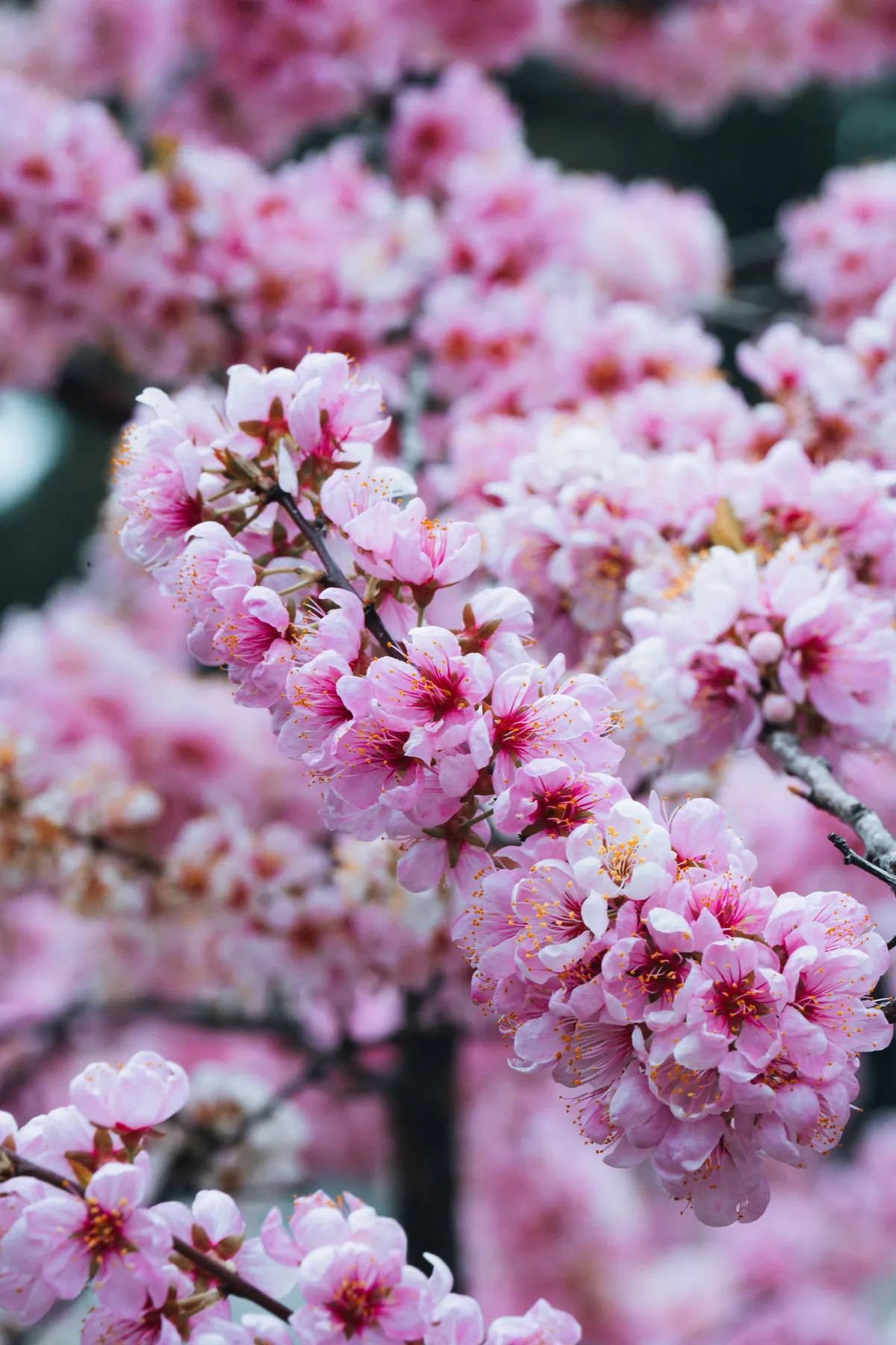 ITAP of Cherry Blossoms
