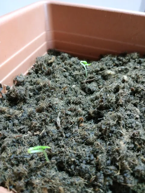 A tribute to my bf who died two months ago. He sparked my interest in gardening and growing hot peppers. He also introduced me to r/gardening. I love you, E.