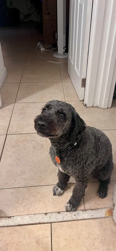 Ollie is three and a half and prematurely graying.