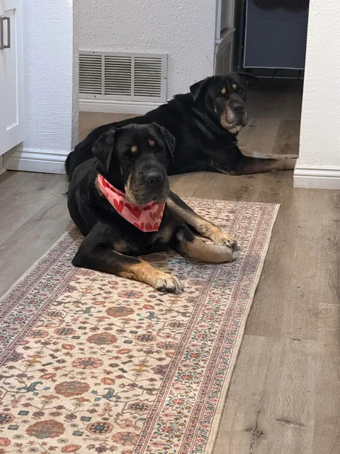 Came across a dog who was in the shelter, turns out it's my dog’s sister! Now they are inseparable! (Swipe!)(OC)