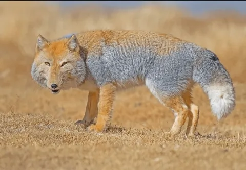 🔥The Tibetan sand fox. Their skull shape and short ears give them a very distinctive appearance.🔥