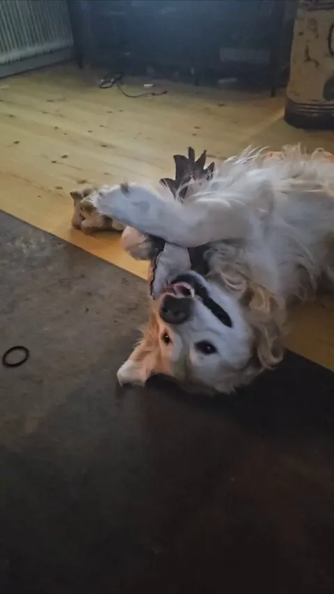 Really enjoying his new toy! 