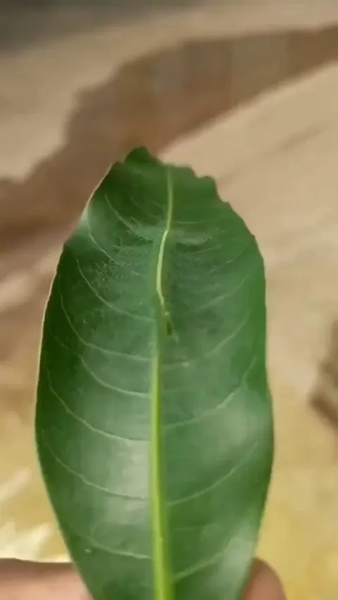 The unique camouflage of the common baron caterpillar (Euthalia aconthea).