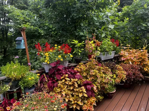 Pretty proud of the way my deck plants popped this year.