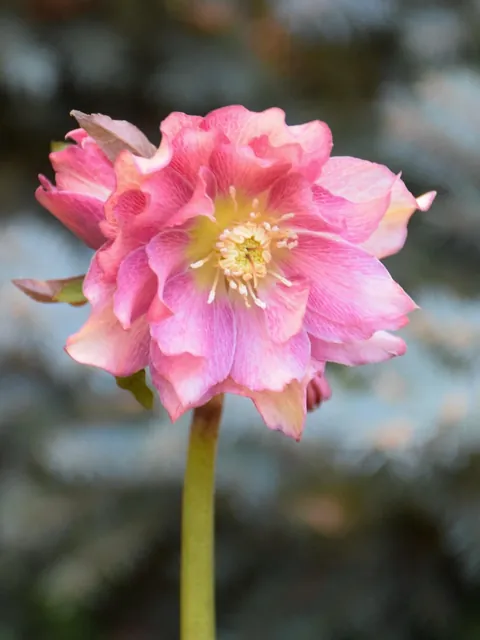 Hellebores from my Serbian garden. 🌸