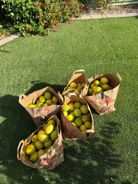 Final lemon harvest of the season, this batch is 368 lemons