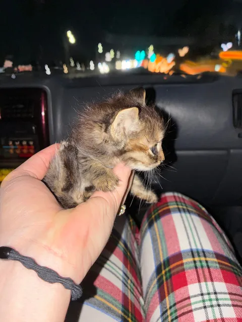 Tini tiny baby was found by my boyfriend‘s friend so we are taking her in. She’s about three weeks old and so itty-bitty.🫨