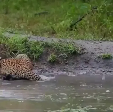 Leopard cub catches his first prey