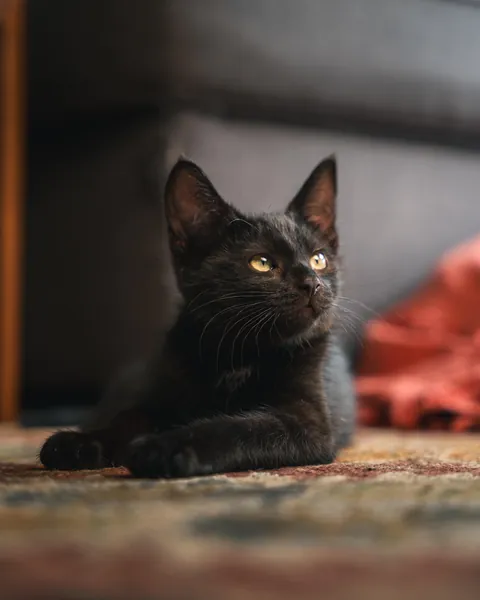 First time cat owner, think I’m in love! His name is Pablo