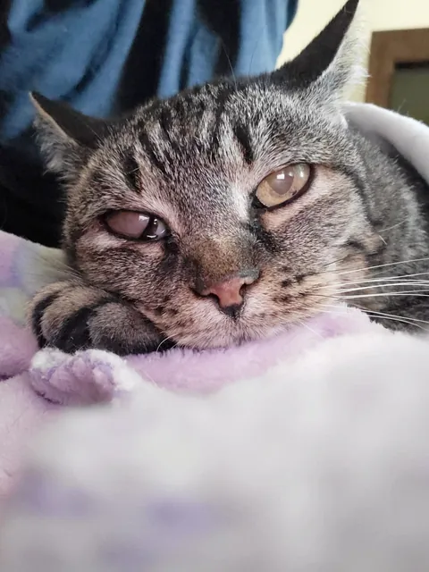 Last night I had to say goodbye to my 23 year old baby, Nutmeg