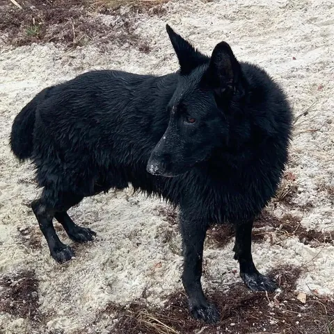 Update on rock/flower garden for my beloved dog: