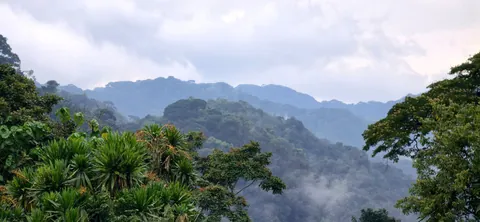 Gorilla trekking in Rwanda is worth a trip!