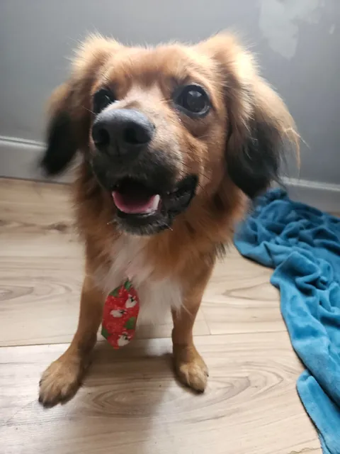Kevin got given a Christmas tie from the groomers today