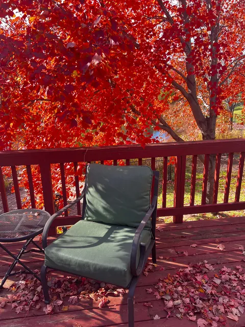 Soaking in the last bit of autumn color in my yard