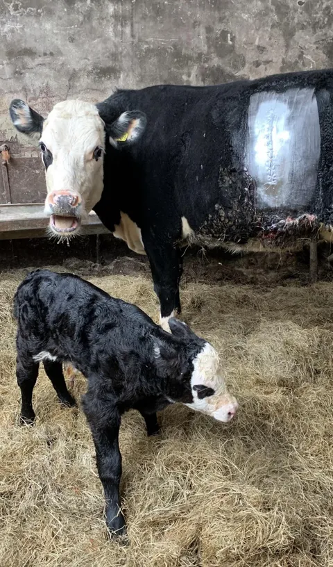 Our cow gave birth to a mini version of her