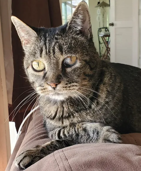 Last night I had to say goodbye to my 23 year old baby, Nutmeg