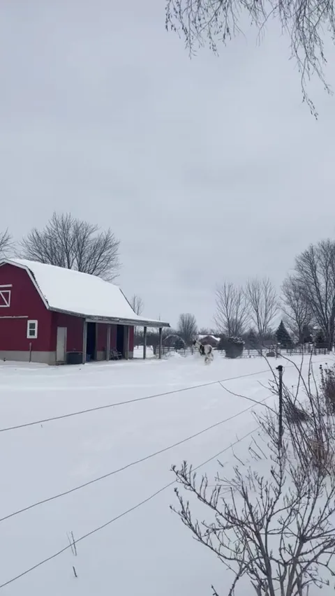 Kaia (the husky) seeing her cousin Frosty (the horse) during their favorite time of the year. ❄️We couldn’t believe our eyes when they started having the zoomies together! 🥰