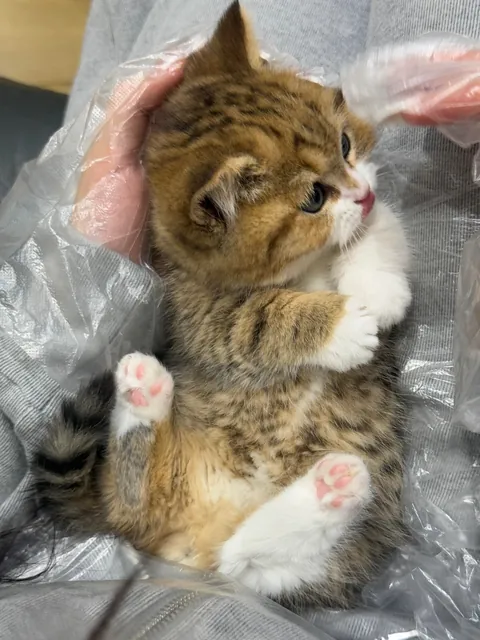 I was not prepared for this level of cute