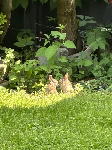 Baby bunnies spotted in my yard