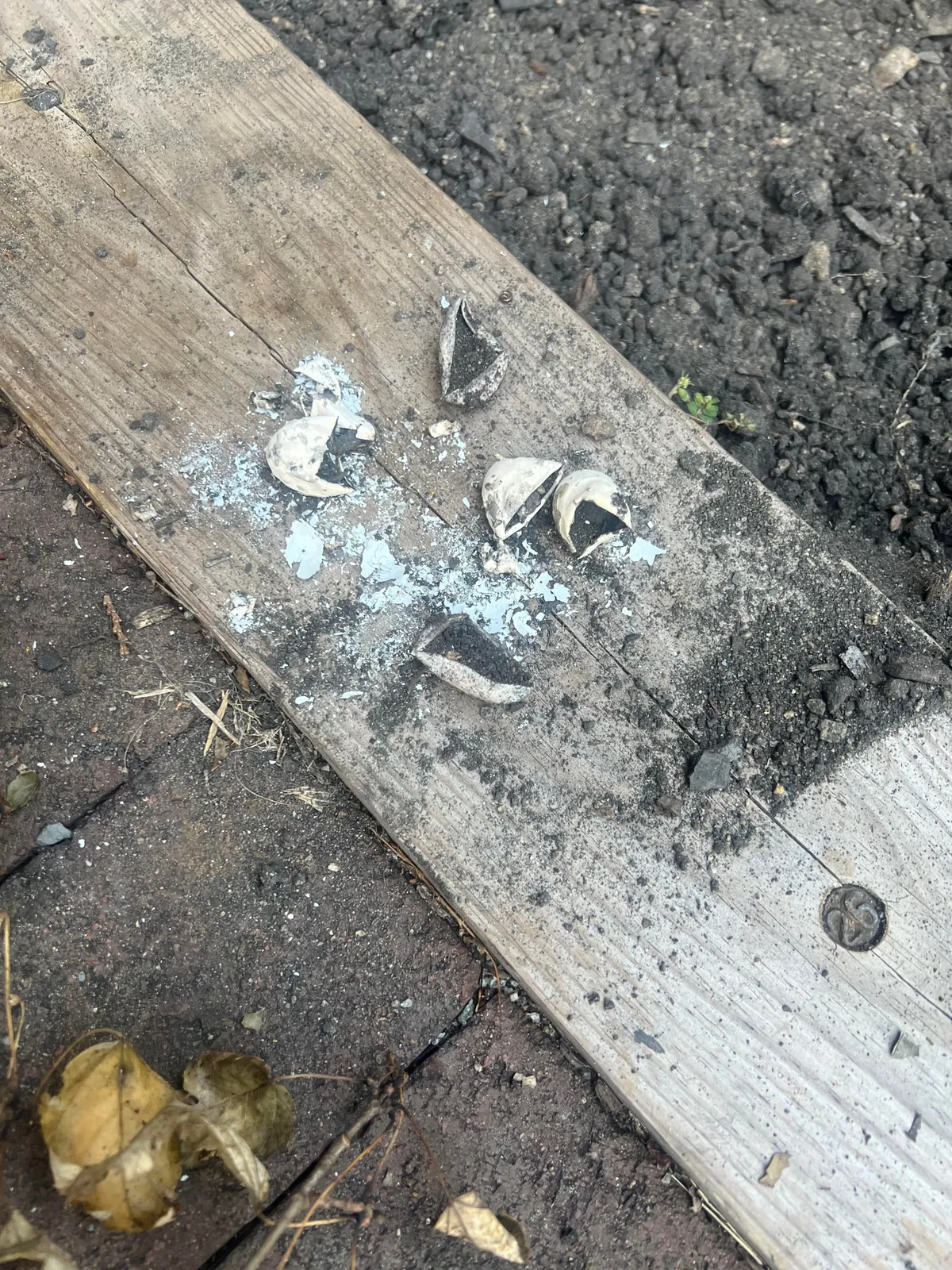 Update to Box Turtle nest hatch post from 2 weeks ago. All 5 eggs in the nest hatched!  Such amazing little creatures!