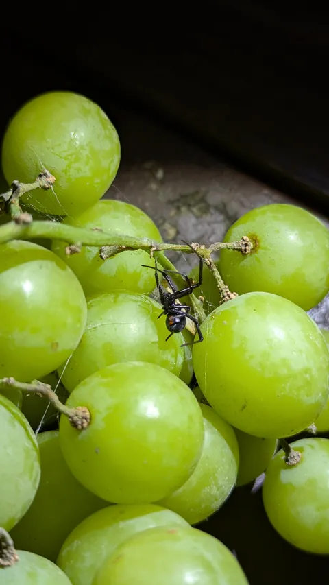 Found a Black Widow spider in my grapes.
